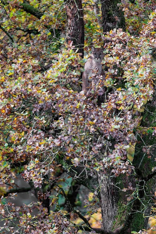 A female cougar (Puma concolor) rests hidden by leaves on a big branch high up in an oak tree. W USA, S Canada, Central and S America