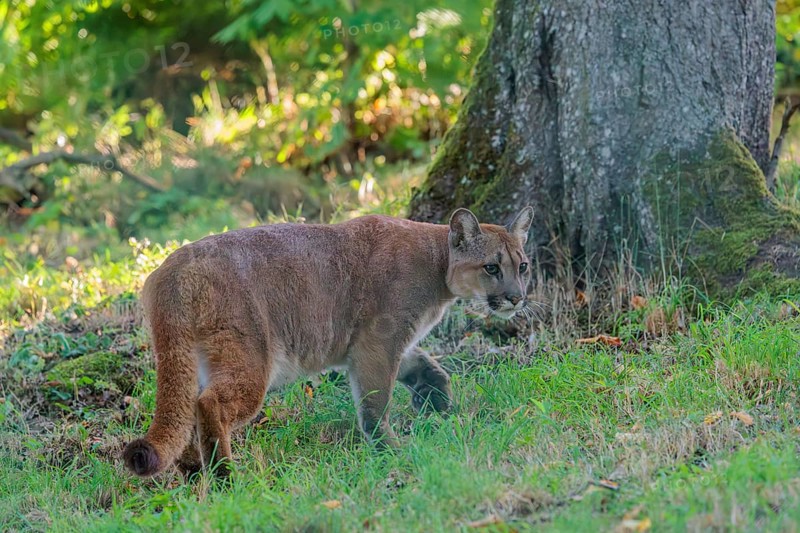 A male cougar (Puma concolor) runs through tall grass in a forest. W USA, S Canada, Central and South America