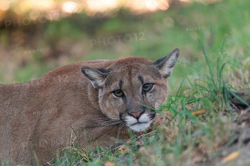 A male cougar (Puma concolor) crouches in tall grass in a forest. Western USA, southern Canada, Central and South America