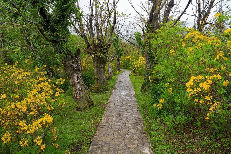Stone path leads through a garden with yellow flowers and trees, path to Okatse gorge, canyon, Imereti region, Imereti, Georgia