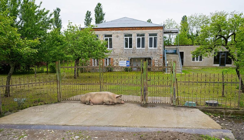 Big house with garden, a pig lying in front of the fence, Imereti region, Imereti, Georgia