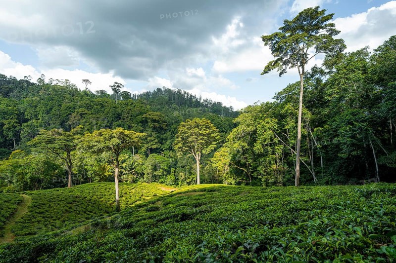 Tea plantation on hills between tropical rainforest, Amani Nature Forest Reserve, Eastern Usambara Mountains, Tanga, Tanzania