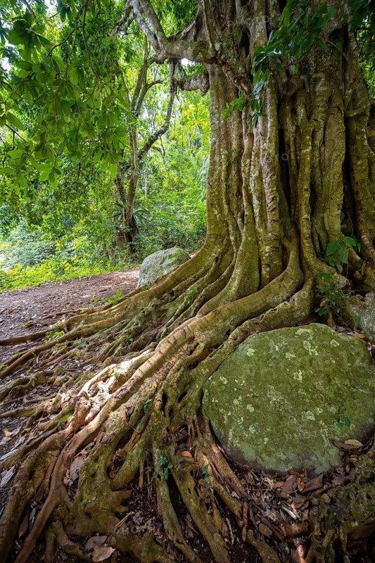 The roots of a fig tree surround a rock, tropical rainforest, Amani Nature Forest Reserve, Tanga, Tanzania