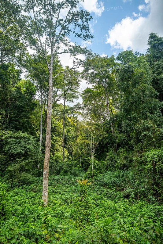 Dense vegetation in tropical rainforest, Amani Nature Forest Reserve, Tanga, Tanzania