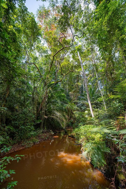 Small river between dense vegetation in Amani Nature Reserve, tropical rainforest, Amani Nature Forest Reserve, Tanga, Tanzania