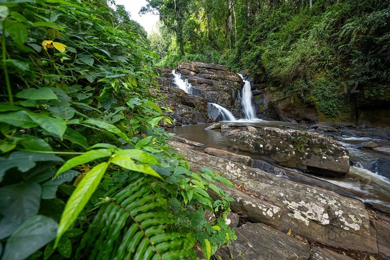 Derema Waterfall flows through thick vegetation, tropical rainforest in Amani Nature Forest Reserve, long exposure, Eastern Usambara Mountains, Tanga, Tanzania