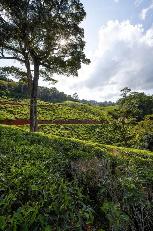 Tea plantation on hills between tropical rainforest, sun star, Amani Nature Forest Reserve, Eastern Usambara Mountains, Tanga, Tanzania