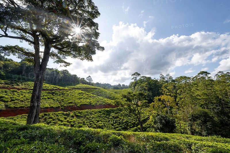 Tea plantation on hills between tropical rainforest, sun star, Amani Nature Forest Reserve, Eastern Usambara Mountains, Tanga, Tanzania