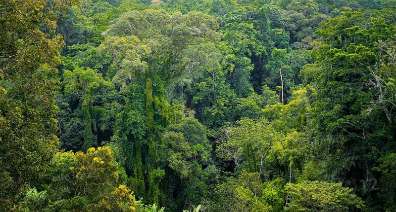 Densely growing treetops in tropical rainforest, Amani Nature Forest Reserve, Tanga, Tanzania