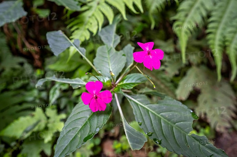 Flower with pink blossom (Impatiens usambarensis), in the rainforest, Amani Nature Forest Reserve, Eastern Usambara Mountains, Tanga, Tanzania
