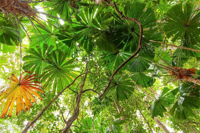 Australian fan palms in sunny rainforest on the way to Mount Sorrow in Daintree National Park Queensland, Australia