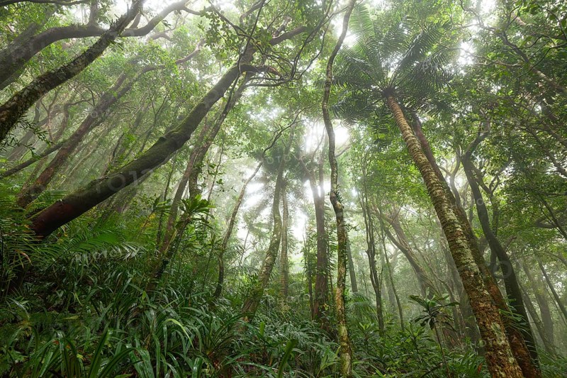 Misty tropical forest with ficus and endemic species on the way to Mount Sorrow in Daintree National Park, Queensland, Australia