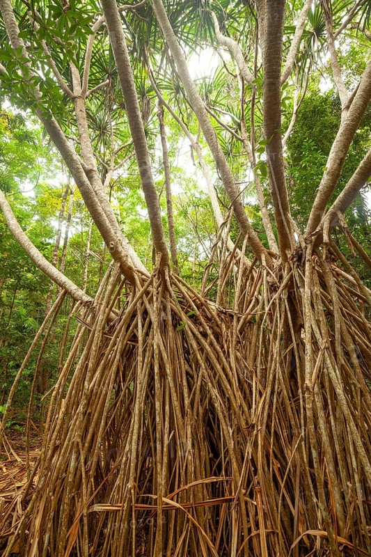 Ancient screw tree in Daintree National Park, Queensland, Australia