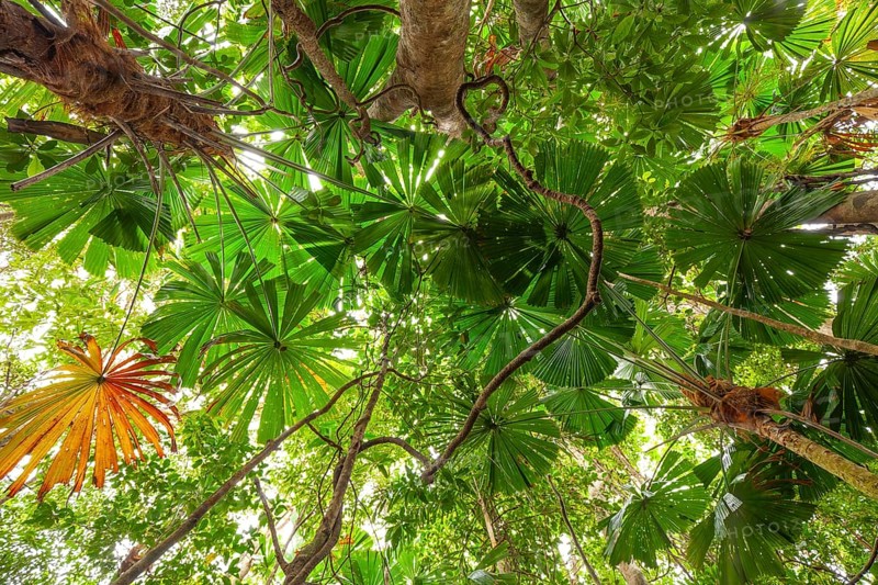 Australian fan palms in sunny rainforest on the way to Mount Sorrow in Daintree National Park, Unesco Wet Tropics of Queensland, Australia