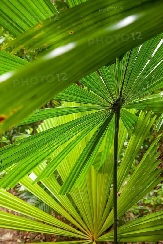 Australian fan palms in sunny rainforest on the way to Mount Sorrow in Daintree National Park Queensland, Australia