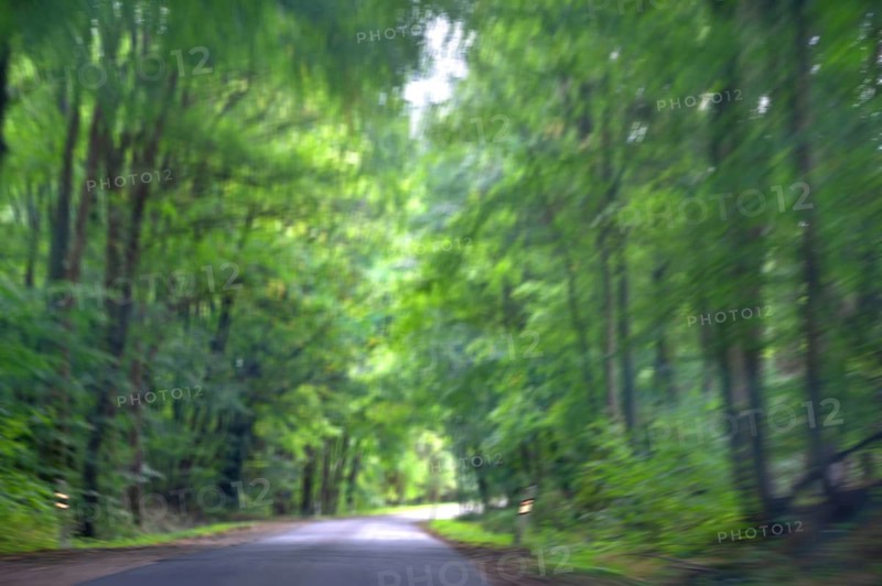 Buchenallee (Fagus), Movement, Mecklenburg-Western Pomerania, Germany