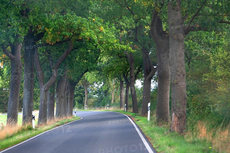 Eichenallee (Quercus) on a country road, Mecklenburg-Vorpommern, Germany