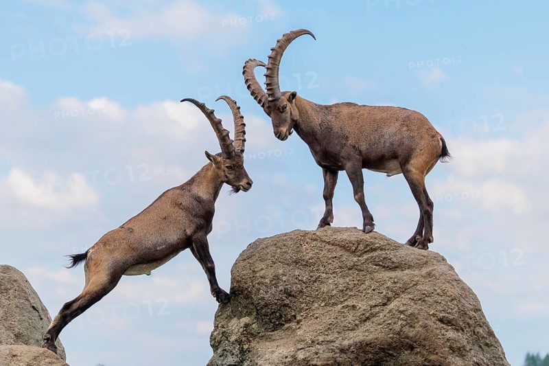 Two male ibexes (Capra ibex) stand facing each other on a rock and playfully fight with each other. A young ibex watches the scene. A blue sky with clouds can be seen in the background. Carinthia, Austria
