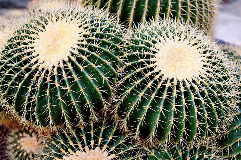 Large 'Echinocactus Platyacanthus' giant barrel cacti with white spikes