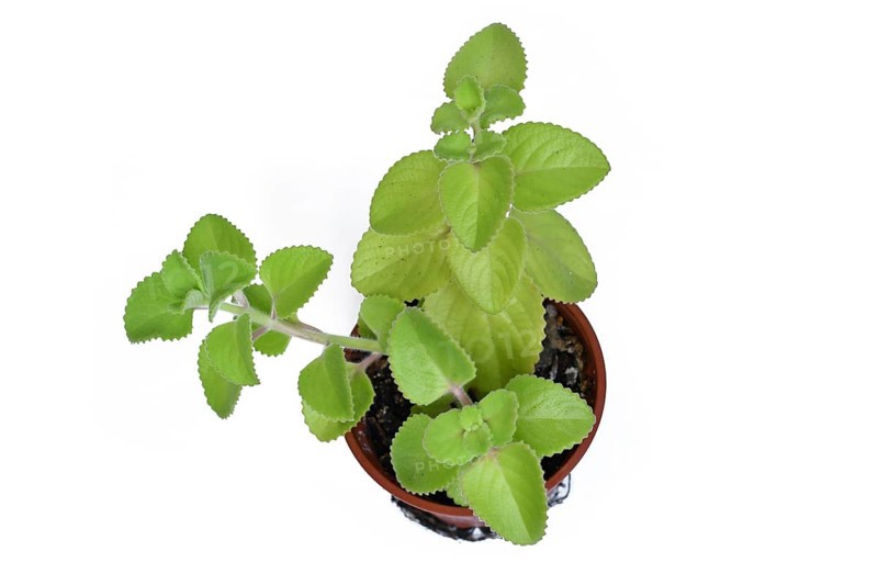 Cuban oregano in a brown pot. Herbal Plectranthus amboinicus houseplant with thick green leaves used in cooking and traditional medicine