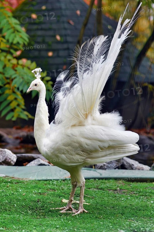 White Indian peafowl Pavo cristatus mut. alba. with Leucism