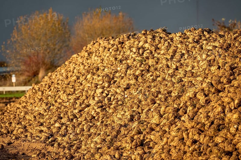 Agriculture, sugar beets are piled up on the edge of the field after harvesting, beet rental, interim storage in front of transport to the sugar factory, near Grevenbroich, North Rhine-Westphalia, Germany