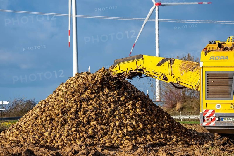 Sugar beet harvest, with an automatic, digitized, Ropa Tiger S6 sugar beet harvester, depositing crops piled up at the edge of the field as rent, near Grevenbroich, North Rhine-Westphalia, Germany