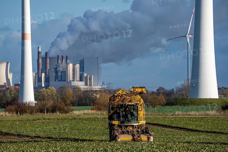 Sugar beet harvest, with an automatic, digitized, Ropa Tiger S6 sugar beet harvester, near Grevenbroich, with the Neurath lignite power plant in the background, North Rhine-Westphalia, Germany