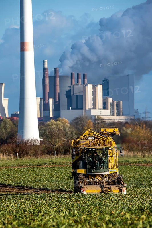 Sugar beet harvest, with an automatic, digitized Ropa Tiger S6 sugar beet harvester, near Grevenbroich, with the Neurath lignite power plant in the background, North Rhine-Westphalia, Germany