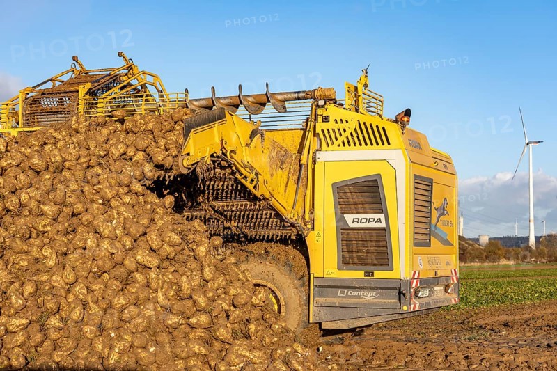 Sugar beet harvest, with an automatic, digitized, Ropa Tiger S6 sugar beet harvester, depositing crops piled up at the edge of the field as rent, near Grevenbroich, North Rhine-Westphalia, Germany