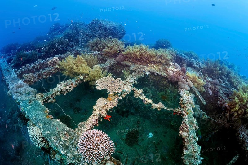 Deck, overgrown with various corals, SS Turkia, British, steamship, sunk 17.05.1941, Second World War, Red Sea, Gulf of Suez, Egypt