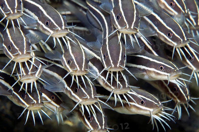 Swarm of striped coral catfish (Plotosus) lineatus), close-up, graphic, on the wreck of the SS Turkia, Gulf of Suez, Egypt
