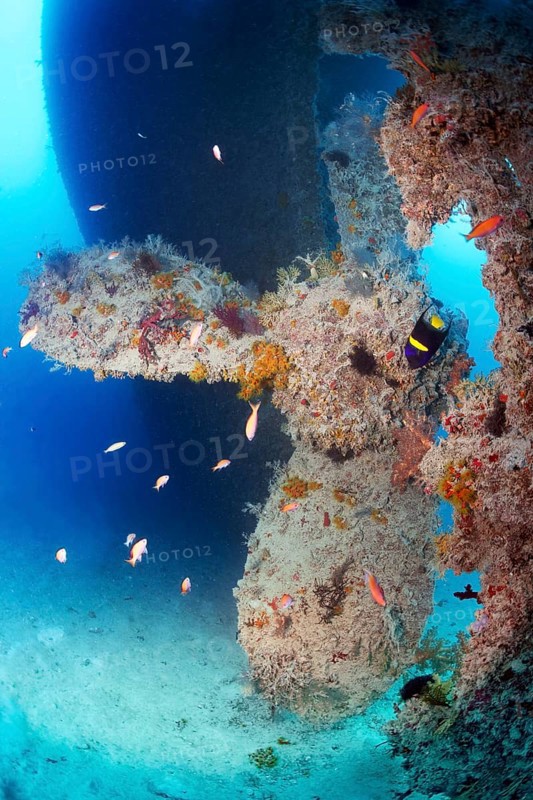 Rosalie Moller wreck, shipwreck, propeller, propeller, British, sunk in World War II on 08.10, 1941 by two German bombers Heinkel He 111, northeast of El Gouna, right crescent angelfish (Pomacanthus asfur), Red Sea, Egypt