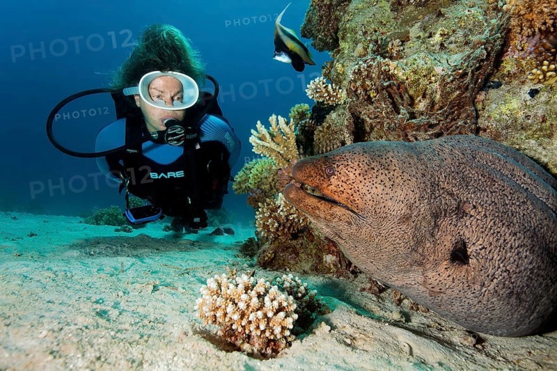 Diver, diver looking at giant moray eel (Gymnothorax javanicusr), very large, off Gubal Island, Hurghada, Red Sea, Egypt