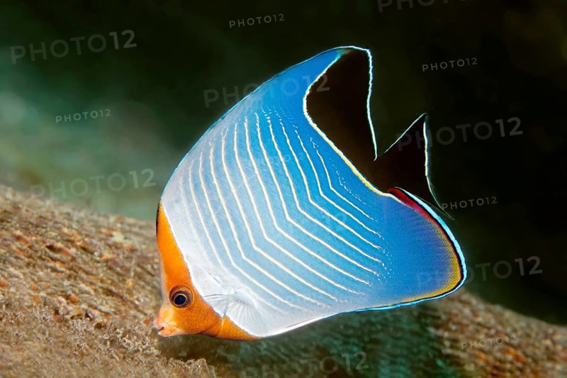 Red-headed butterflyfish (Chaetodon larvatus) on the wreck of SS Turkya, Gulf of Suez, Red Sea, Egypt