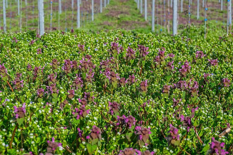 Purple deaf nettle (Lamium purpureum) in the vineyard, Südpfalz, Palatinate, Rhineland-Palatinate, Germany