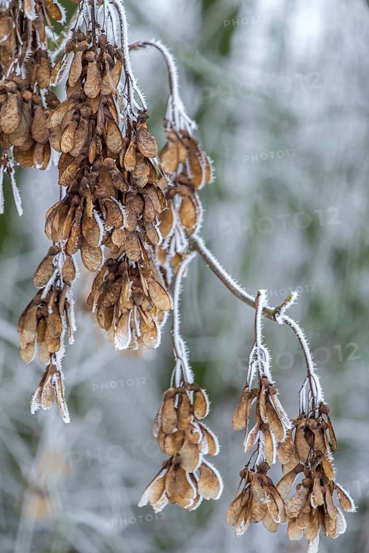 Ash maple (Acer negundo) fruits covered with hoarfrost in winter, also known as ash-leaf maple, Hesse, Germany