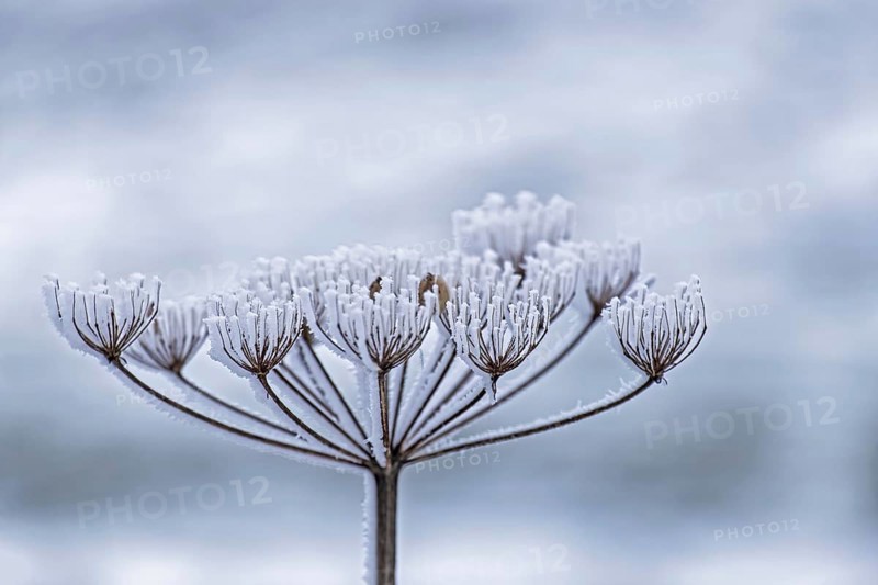 Dried inflorescence of a plant coated with ice crystals, Münsterland, North Rhine-Westphalia, Germany