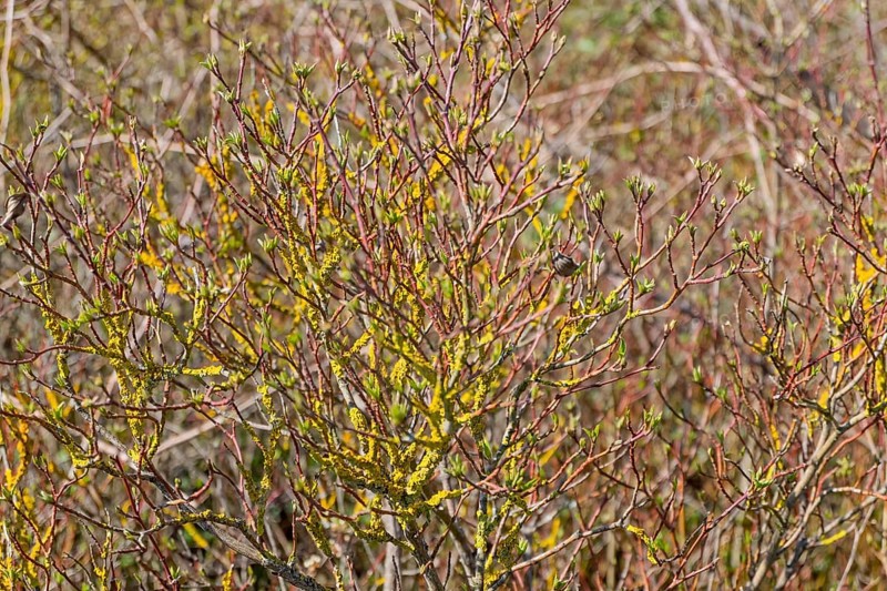 Branched plants with yellow lichens and green buds in a natural environment in spring, Rhineland-Palatinate, Germany