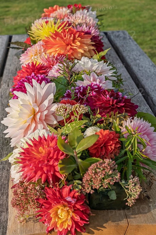 Dahlia arrangement (dahlia) as decoration on a wooden table, Münsterland, North Rhine-Westphalia, Germany