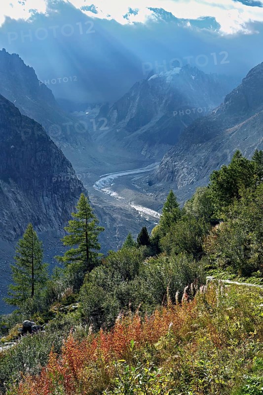 A group of autumn-colored narrow-leaved willow herbs (Epilobium angustifolium), behind the glacial tongue of Mer de Glace, Mont-Blanc, Chamonix-Mont-Blanc, Haute-Savoie, France