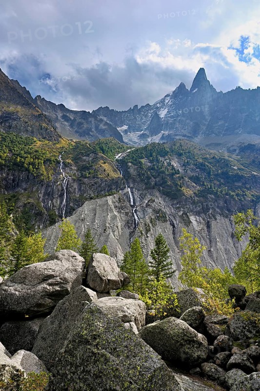 Larches stand in rocky terrain, behind Aiguille du Dru, Chamonix-Mont-Blanc, Haute-Savoie, France