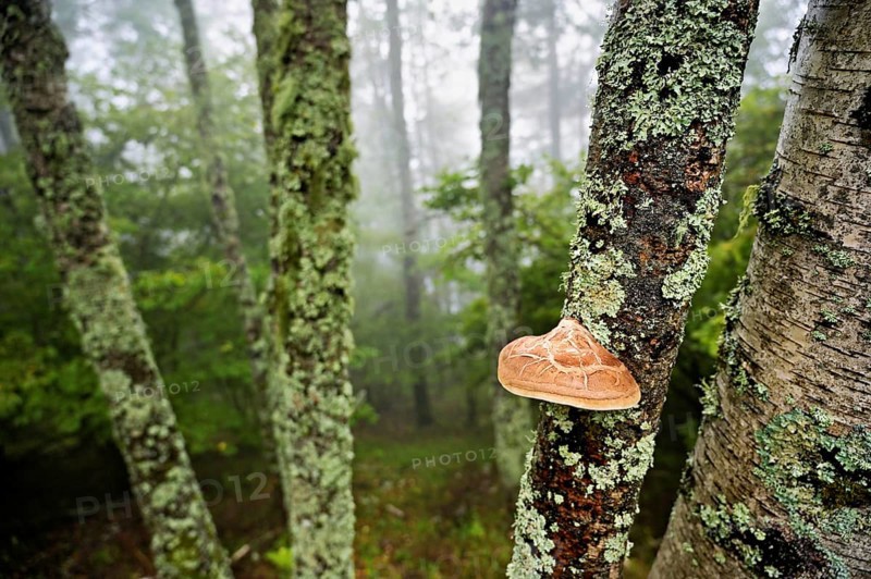 Birch porling (Piptoporus betulinus), on the trunk of a birch tree, Chamonix, France