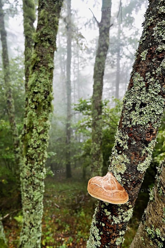Birch porling (Piptoporus betulinus), on the trunk of a birch tree, Chamonix, France