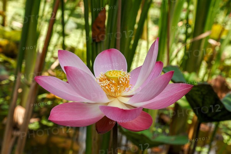 Lotus bud, Nelumbo nucifera, Bali, Indonesia