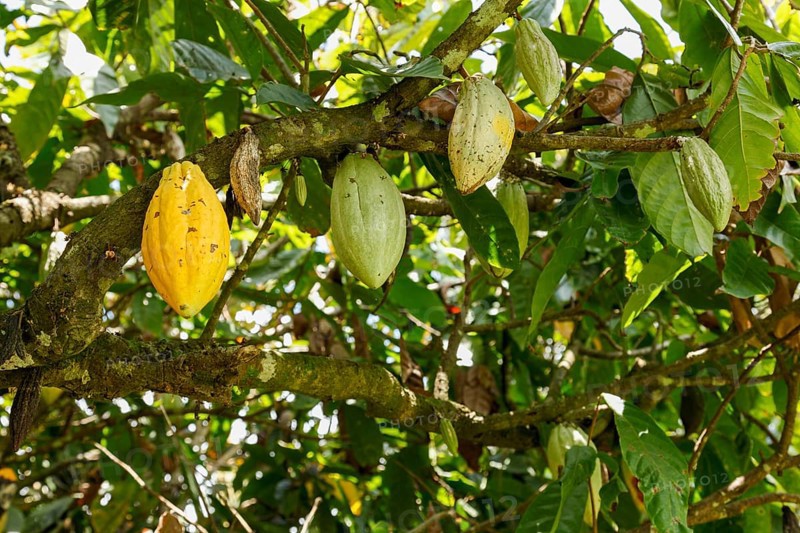 Cocoa tree with fruits, Bali, Indonesia