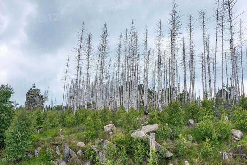 Dead trees and tree stumps on a rocky hill, rock tower, bare, dead tree trunks, common spruce (Picea abies) against bright cloudy sky, spruce monoculture, forest, dead wood, forest rejuvenation, natural rejuvenation, green undergrowth, tree death, spruce death due to drought, bark beetle infestation and climate change, climate disaster, drought, low mountain ranges, natural forest development, nature reserve, Harz National Park, Upper Harz near Schierke, Wernigerode, Harz district, Germany