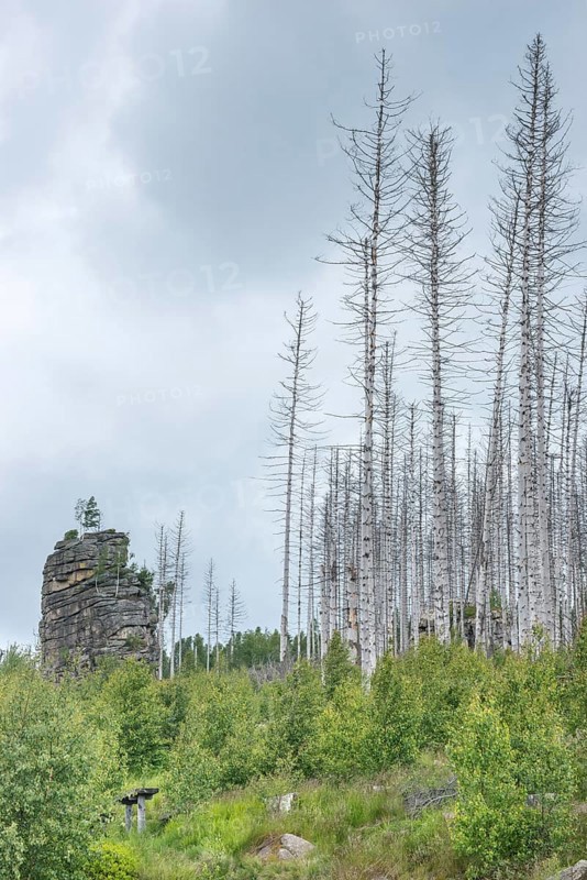 Dead trees on a rocky hill, rock tower, woolbag weathering, bare, dead tree trunks, common spruce (Picea abies) against bright cloudy sky, spruce monoculture, forest, dead wood, forest rejuvenation, natural rejuvenation, green undergrowth, tree death, spruce death due to drought, bark beetle infestation and climate change, climate disaster, drought, low mountain ranges, natural forest conversion, nature reserve, Harz National Park, Upper Harz near Schierke, Wernigerode, Harz district, Germany