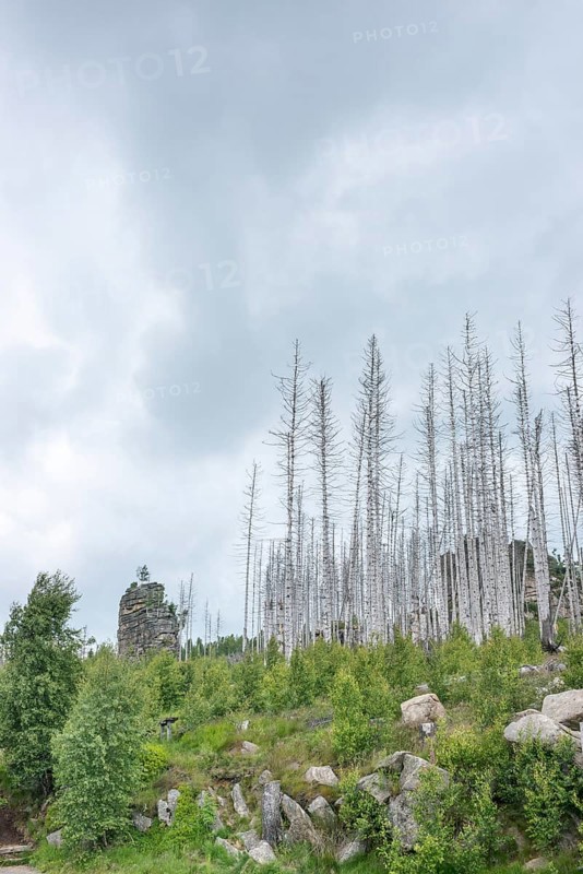 Dead trees and tree stumps on a rocky hill, rock tower, bare, dead tree trunks, common spruce (Picea abies) against bright cloudy sky, spruce monoculture, forest, dead wood, forest rejuvenation, natural rejuvenation, green undergrowth, tree death, spruce death due to drought, bark beetle infestation and climate change, climate disaster, drought, low mountain ranges, natural forest development, nature reserve, Harz National Park, Upper Harz near Schierke, Wernigerode, Harz district, Germany