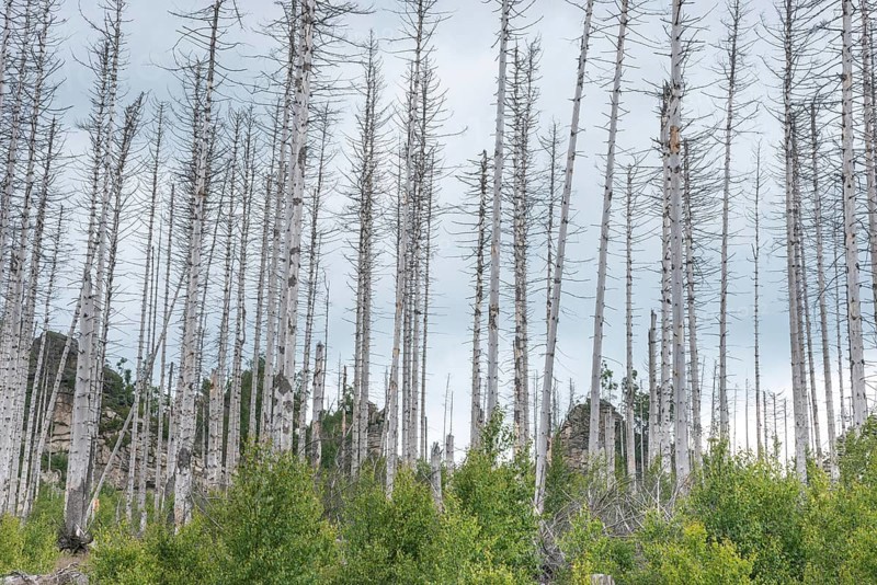 Dead trees on a rocky hill, rock towers, bare, dead tree trunks, common spruce (Picea abies) against bright cloudy sky, spruce monoculture, forest, dead wood, gloomy scenery, forest rejuvenation, natural rejuvenation, green undergrowth, tree death, spruce death due to drought, bark beetle infestation and climate change, climate disaster, drought, low mountain ranges, natural forest conversion, nature reserve, Harz National Park, Upper Harz near Schierke, Wernigerode, Harz district, Germany